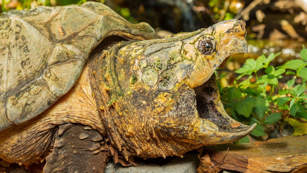 Weighing my Alligator Snapping Turtle, Tony!