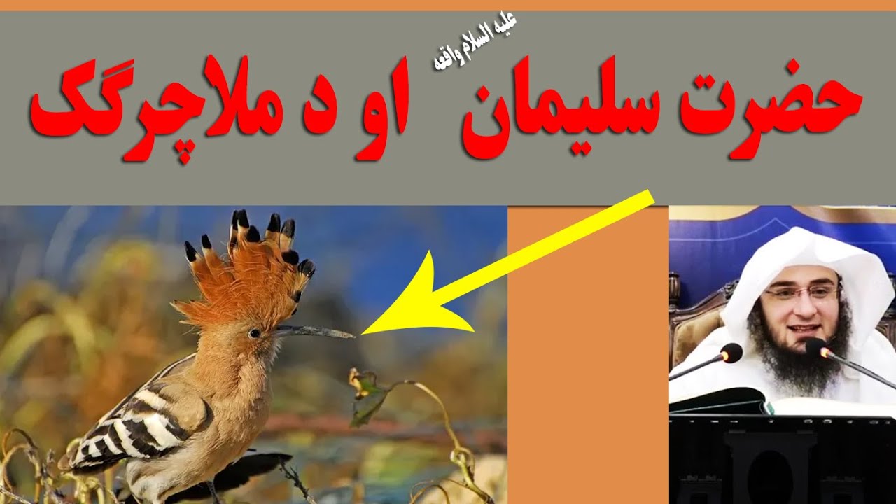 Hazrat Suleman (A.S) | sheikh abu hassaan swati full bayan Pashto