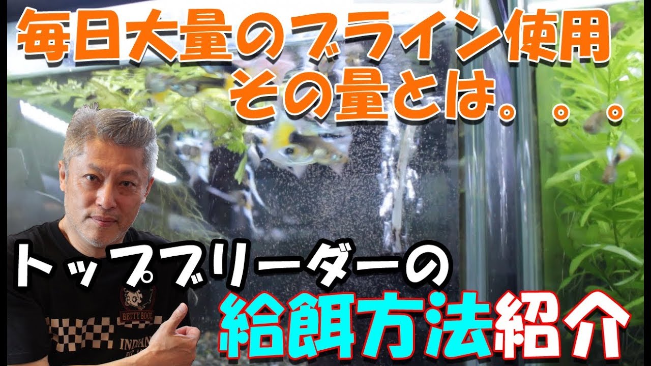 グッピーブリーダーの餌やり！久保氏に聞く飼育理論も！ Kubo's Guppy Breeding Method【大分グッピーFC】