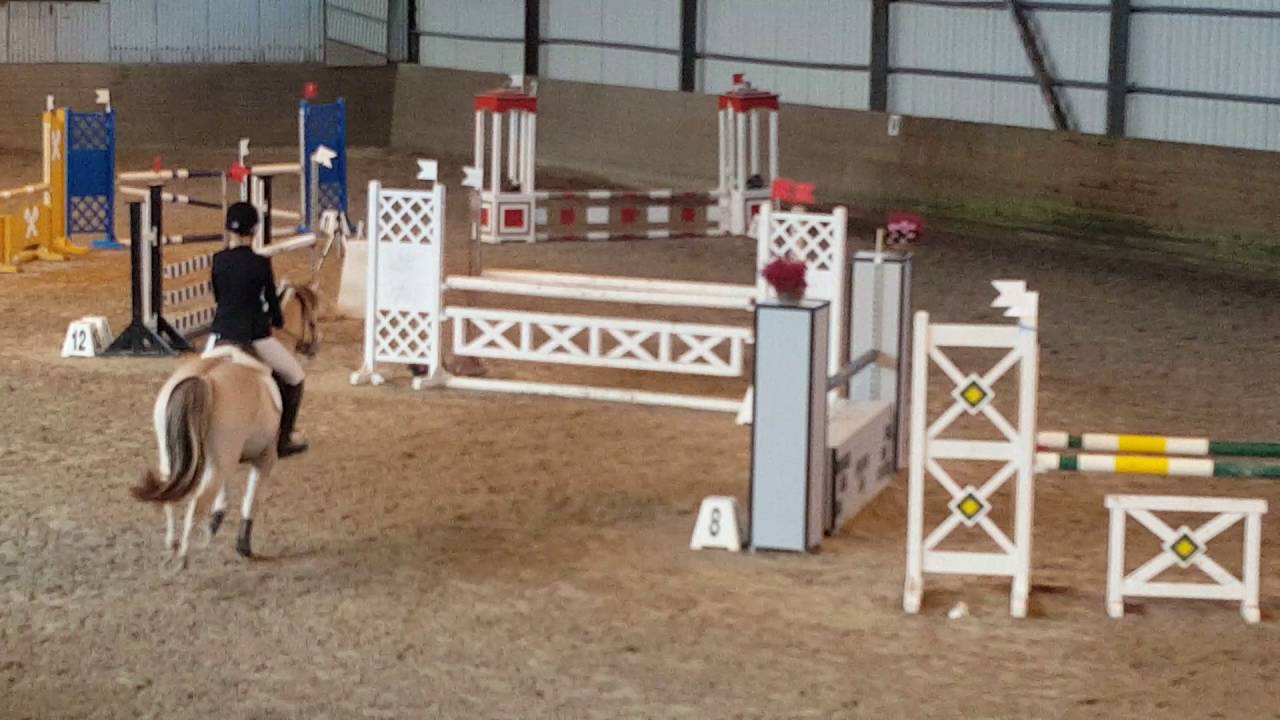 Fjordhorse || Showjumping 1m