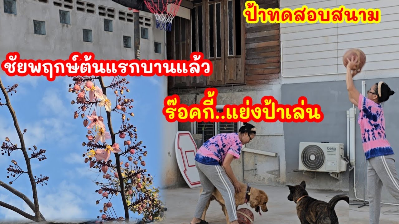 ป้าประเดิมทดสอบสนามบาส ดอกชัยพฤกษ์บานสะพรั่งที่วังปู่#มนต์โอมชาแนล#ป้าเเต๋นชาเเนล 