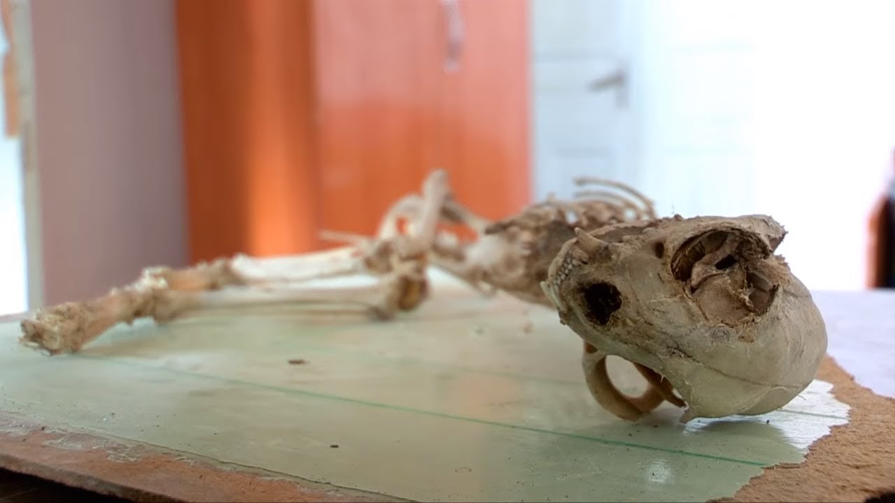Скелет неопознанного животного нашли в Сарыагаше