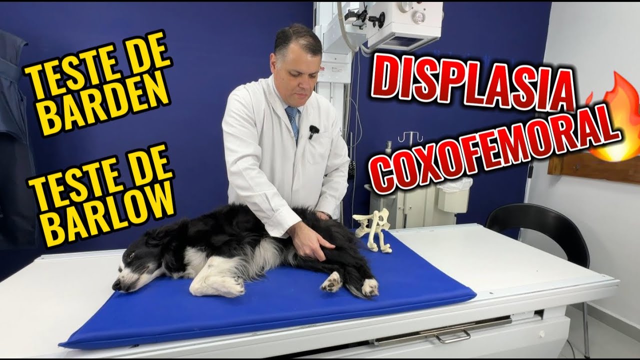 TESTE DE BARDEN x TESTE DE BARLOW (DISPLASIA COXOFEMORAL EM CÃES)