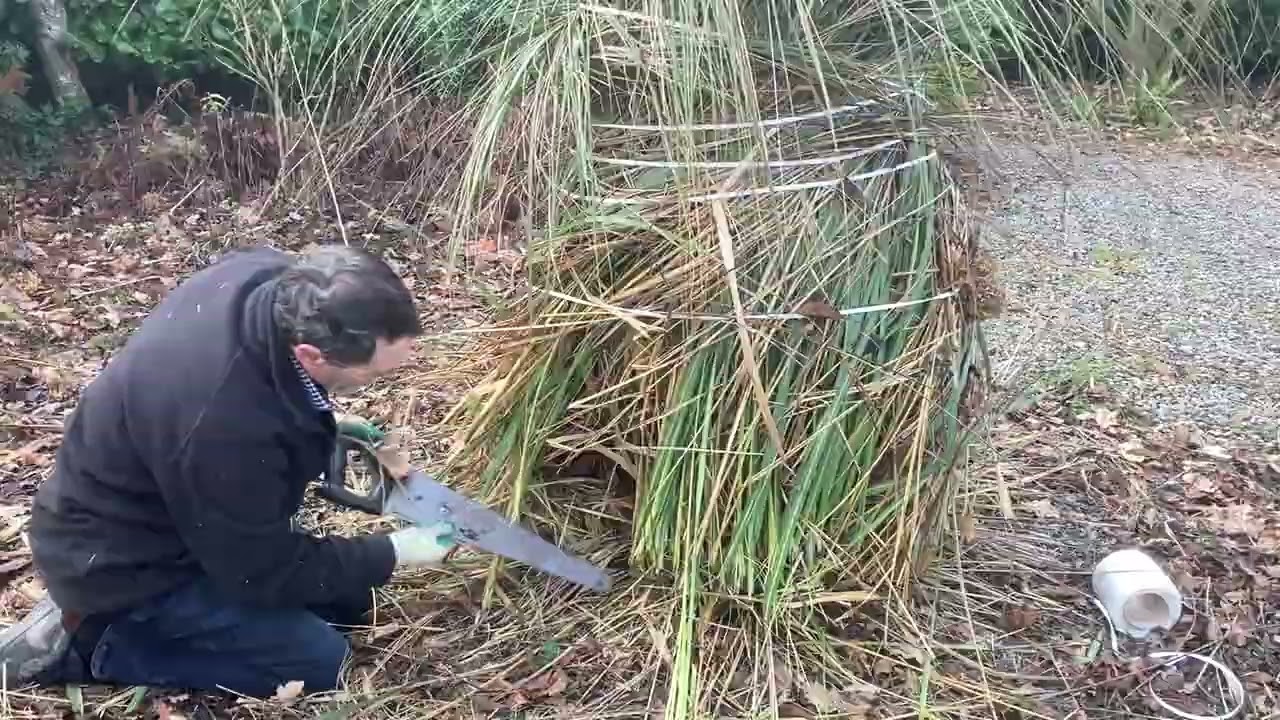How to Cut Back New Zealand “Pampas Grass”