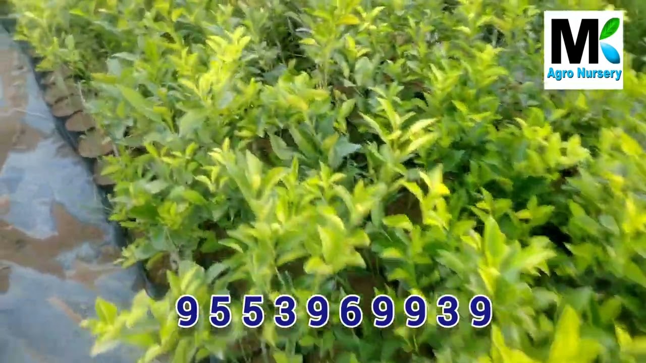 kinnow Orange plants available  / MK AGRO NURSERY / 9553969939
