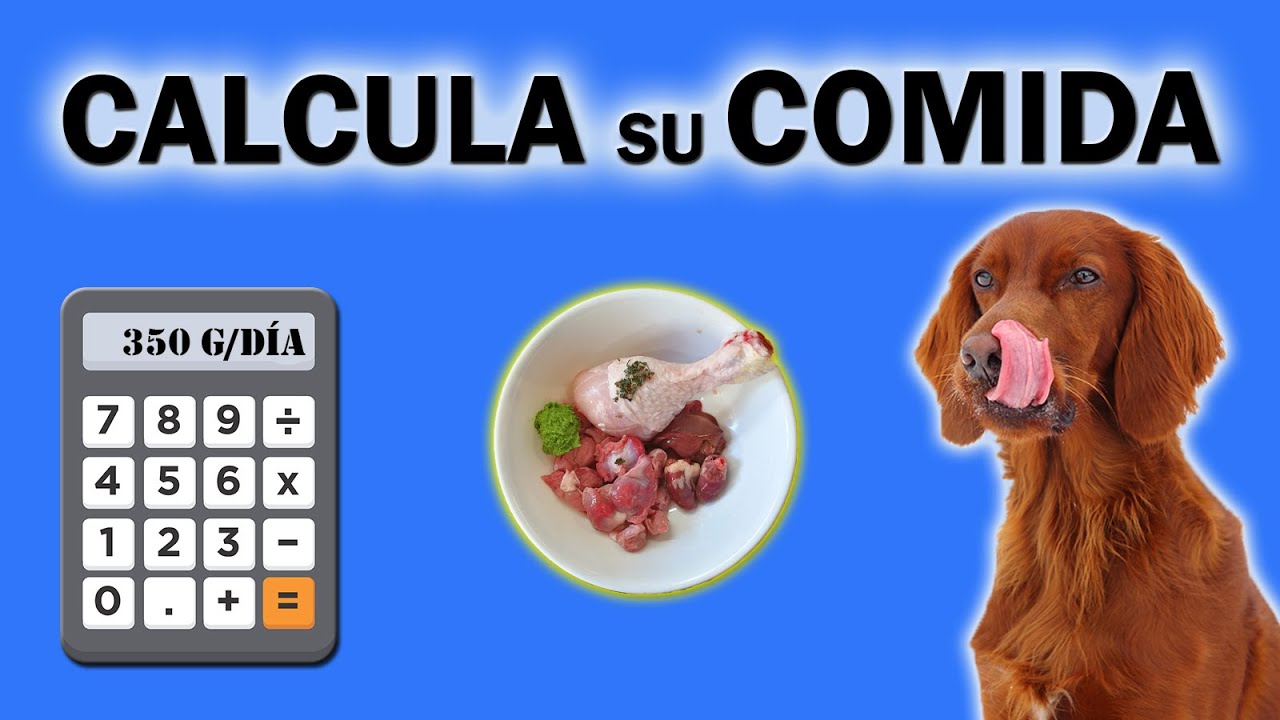 ✔ Cómo CALCULAR la ración DIARIA de COMIDA BARF para tu PERRO 🥩