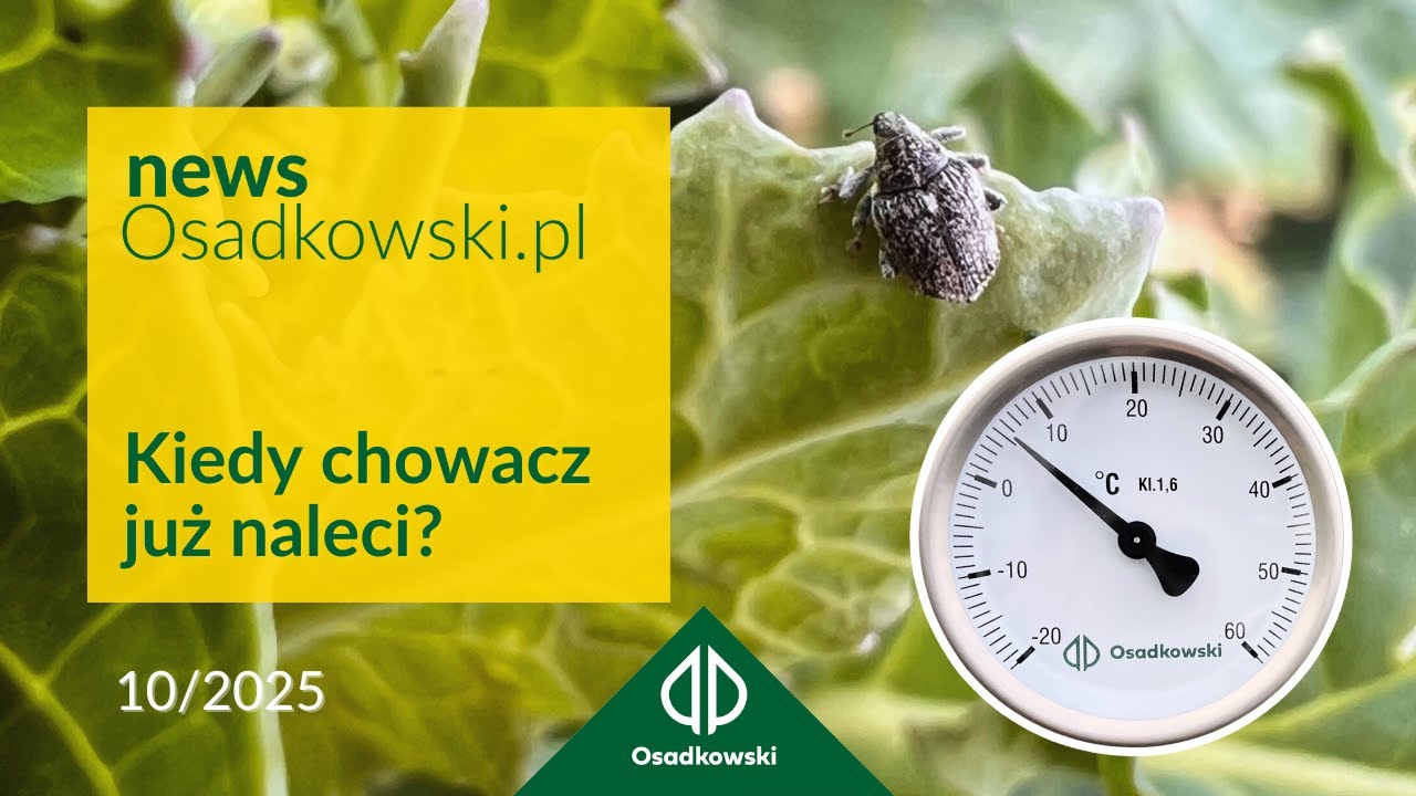 Chowacze łodygowe - szkodliwość, monitoring, zwalczanie
