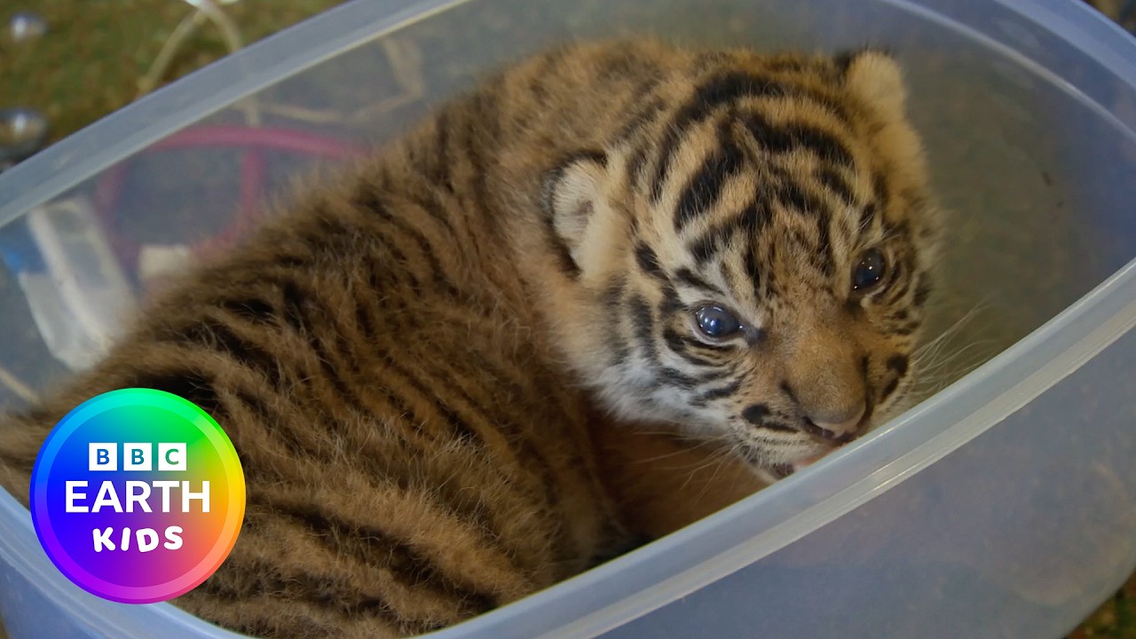Learn About Baby Animals! | Wildlife Facts | BBC Earth Kids