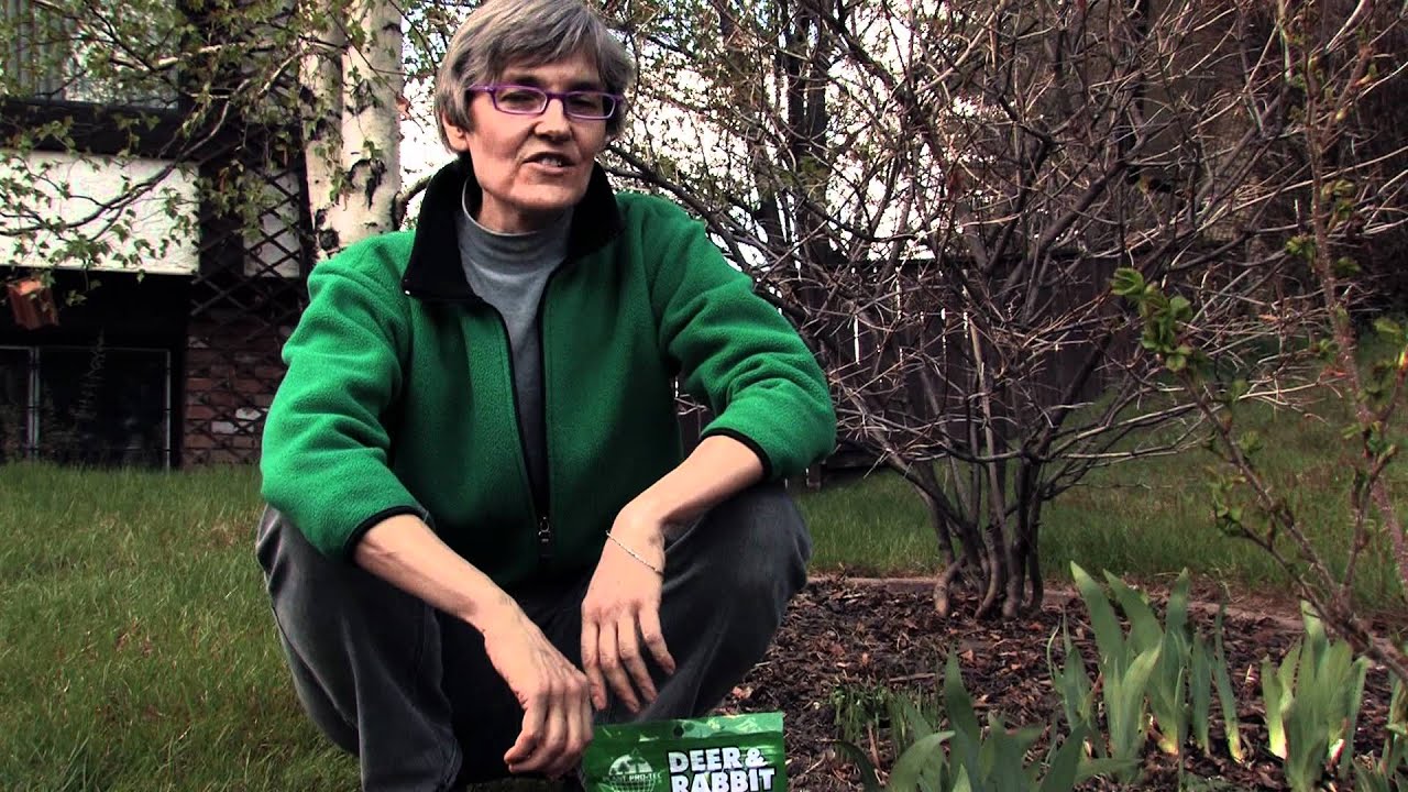 Preventing Rabbits from Eating Your Garden