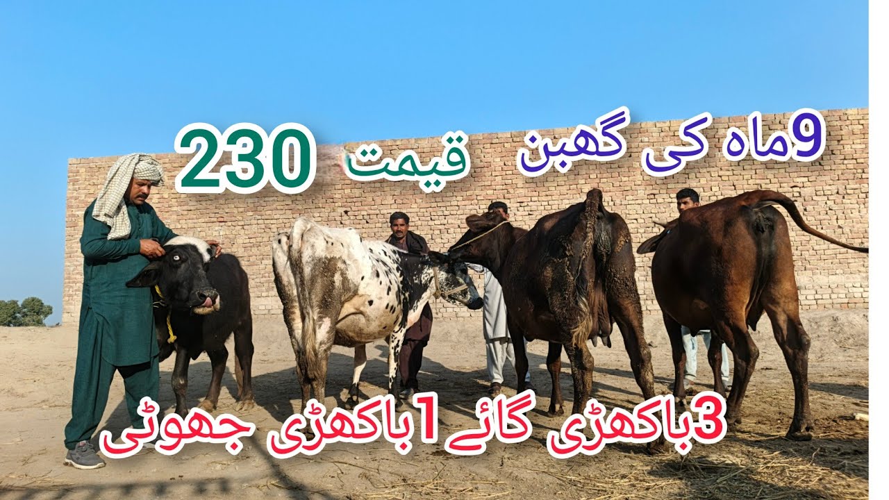 4جانورشرطیہ گھبن برائے فروخت سابقہ ریکارڈ 27لیٹردودھ ان پاکستان اینڈ یوٹیوب 22/2/2026#03055692351 