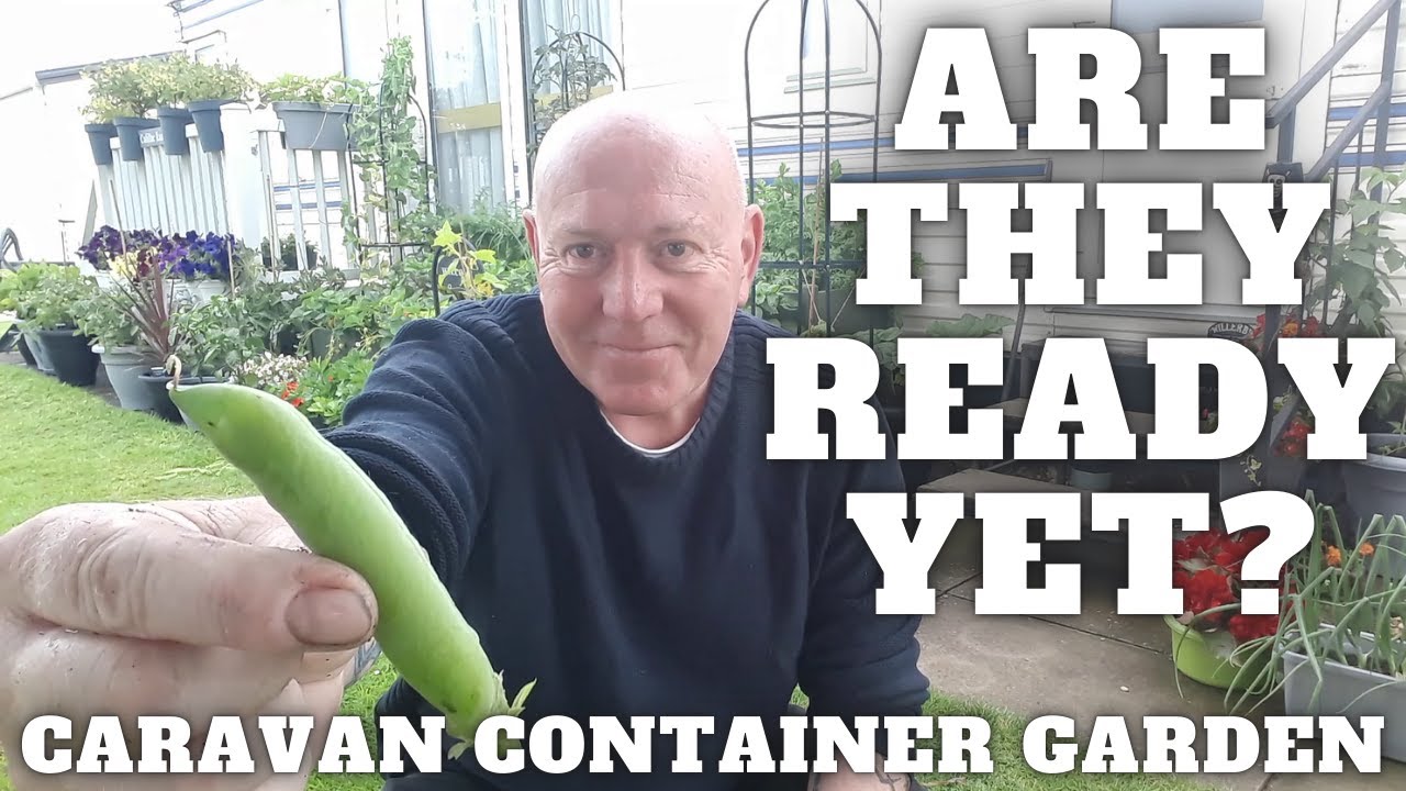 Alderman Peas Are They Ready Yet