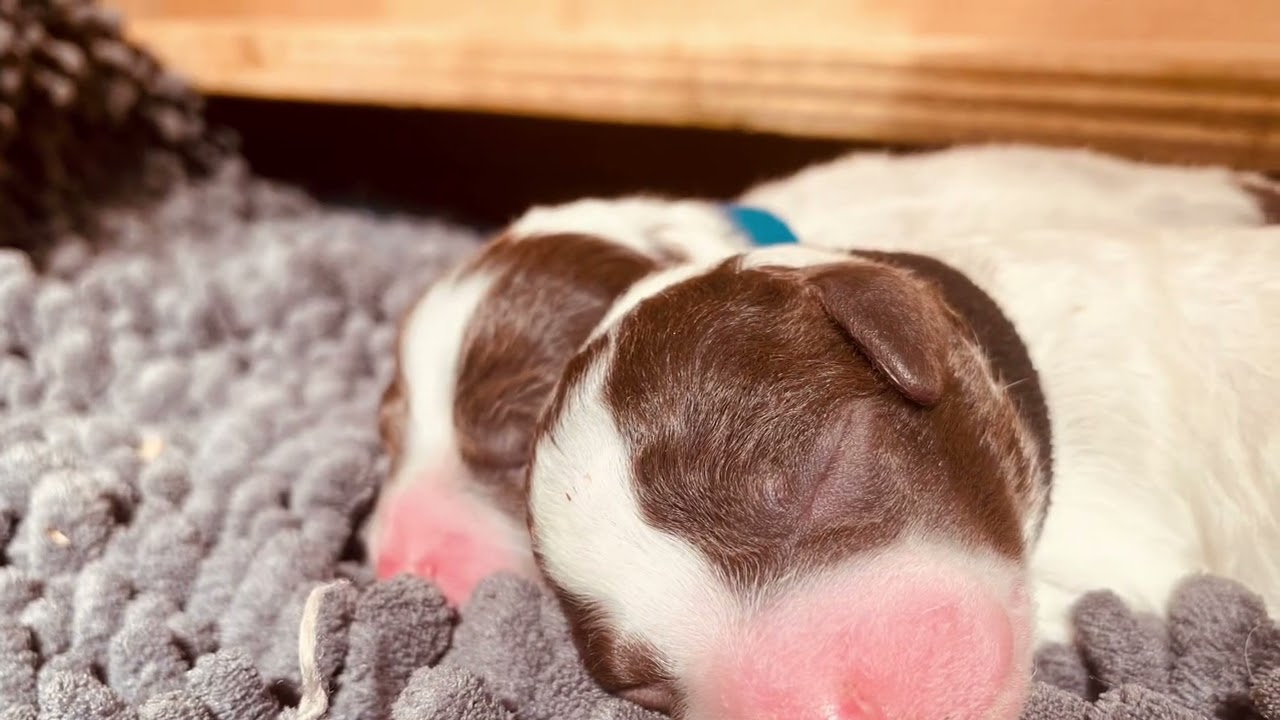 Lagotto Romagnolo Geburt der Welpen im Sonnenschein ♥️ Dankbarkeit Liebe Dein Herz wird durchflutet