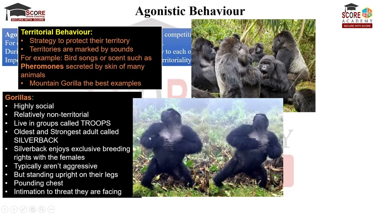 Social, Territorial, Dominance, Insight Behavior