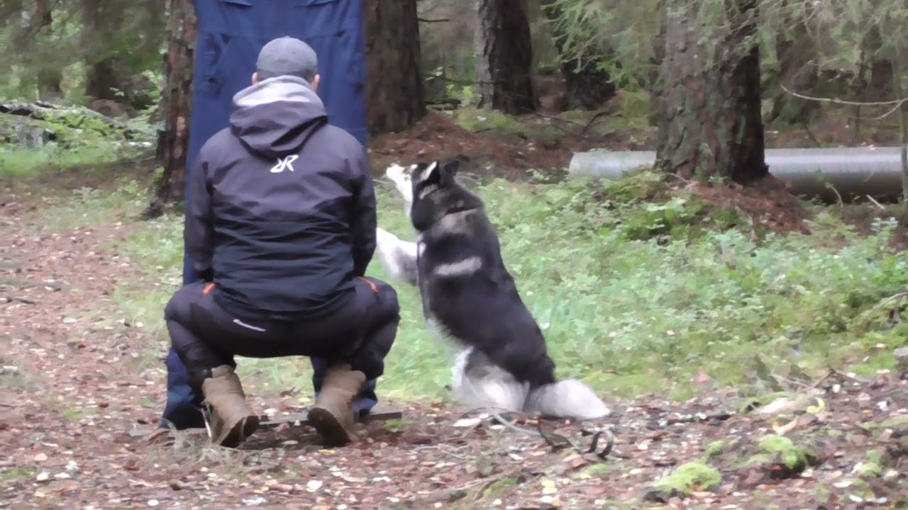 Finsk Lapphund MH