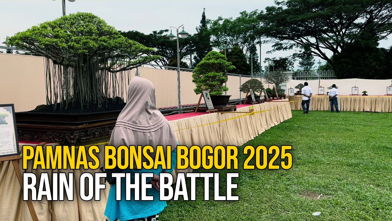 Pamnas Bonsai Bogor 2025 - Rain of The Battle