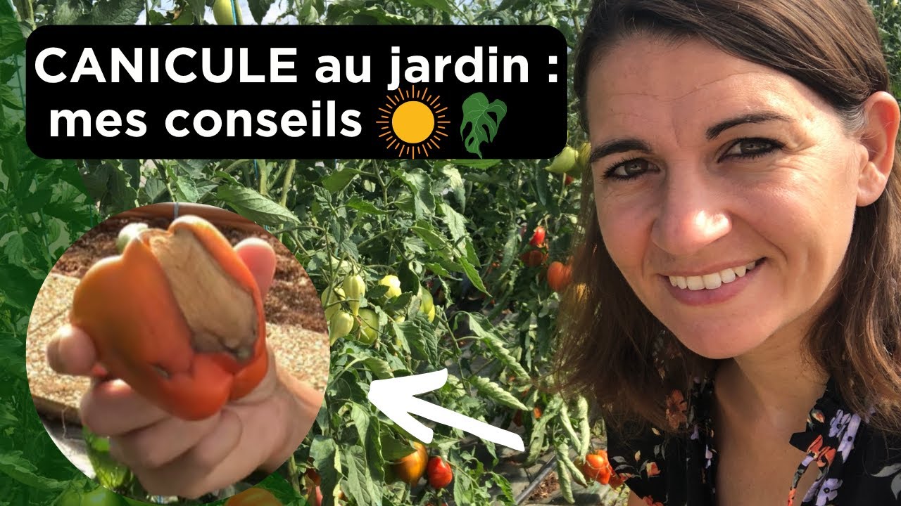 Canicule, forte chaleur au jardin ? Protéger ses cultures, gestion de l'eau, fréquence d'arrosage