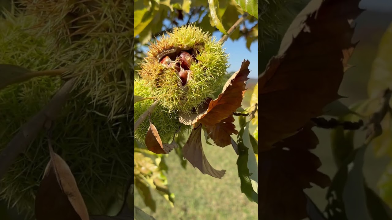 A Unique Chestnut Tree - 🌰 - How many Chestnuts in that Bur?! 
