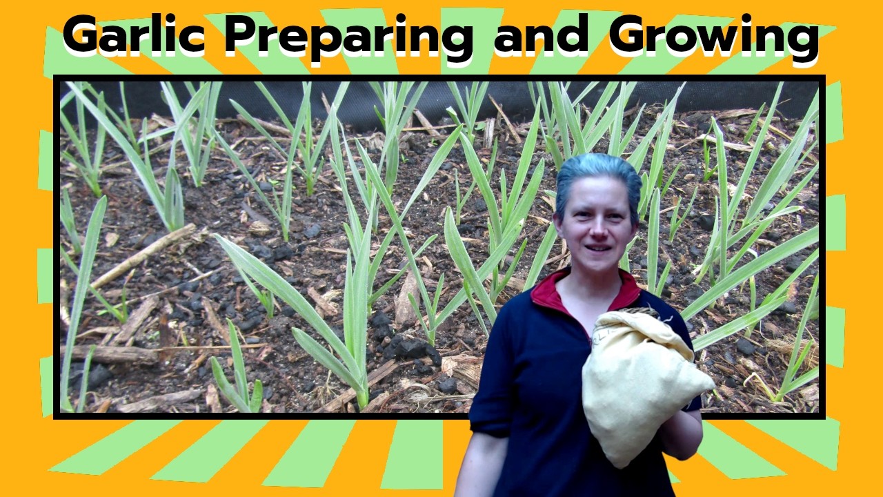 Growing Garlic Step By Step: Pre-Sprouting, Planting and Growth
