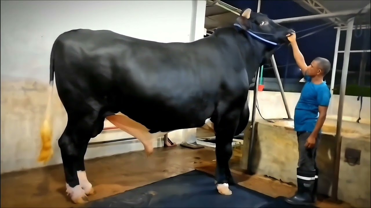 Showing 16 huge Bulls & each average weight 1.1 ton||SUMONS CATTLE||