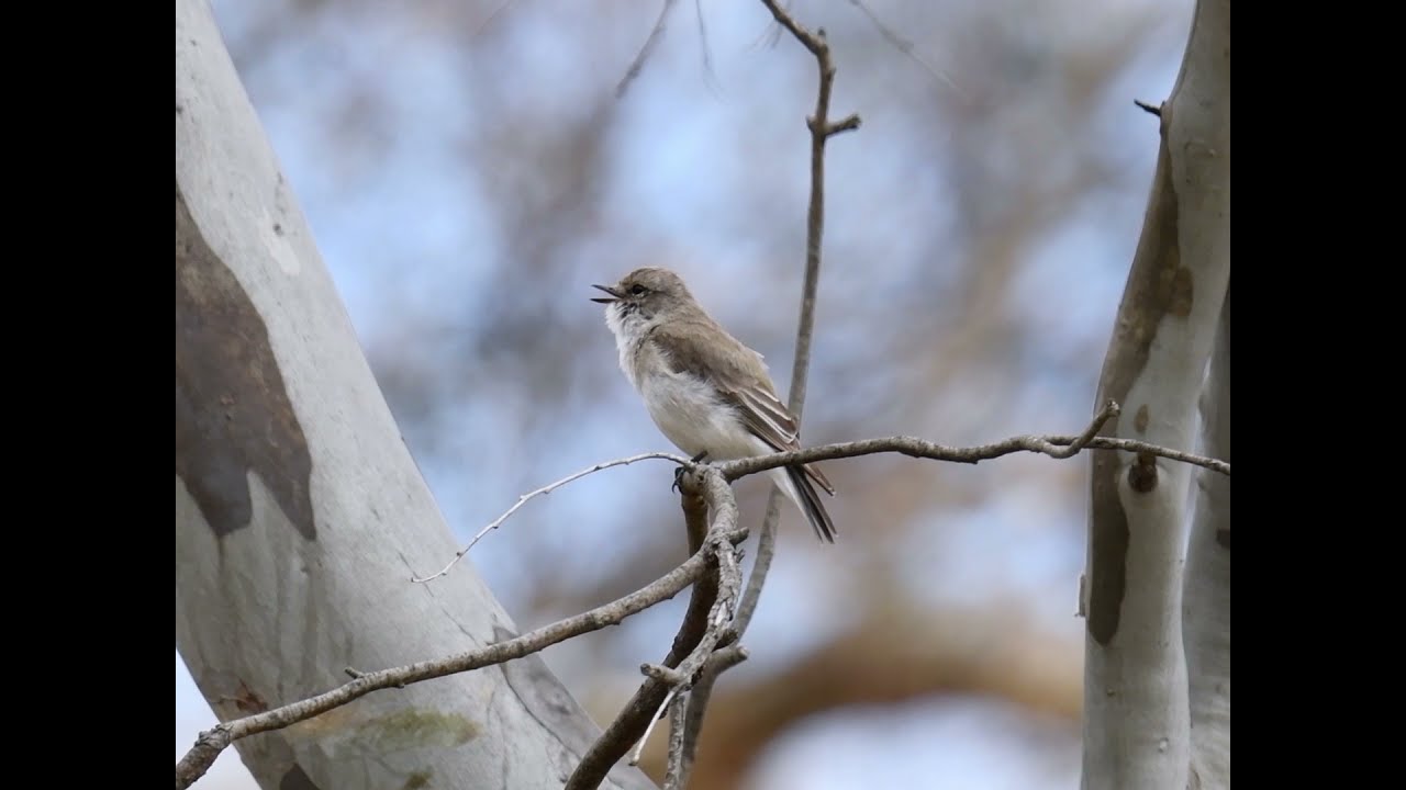 Jacky Winter singing