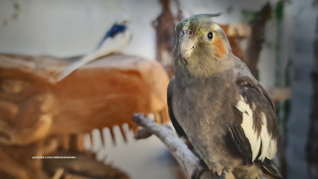 Cockatiel Gang: February 2025 - Part 1