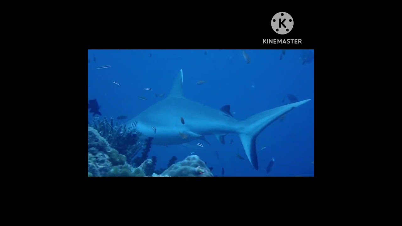 Monster Shark 