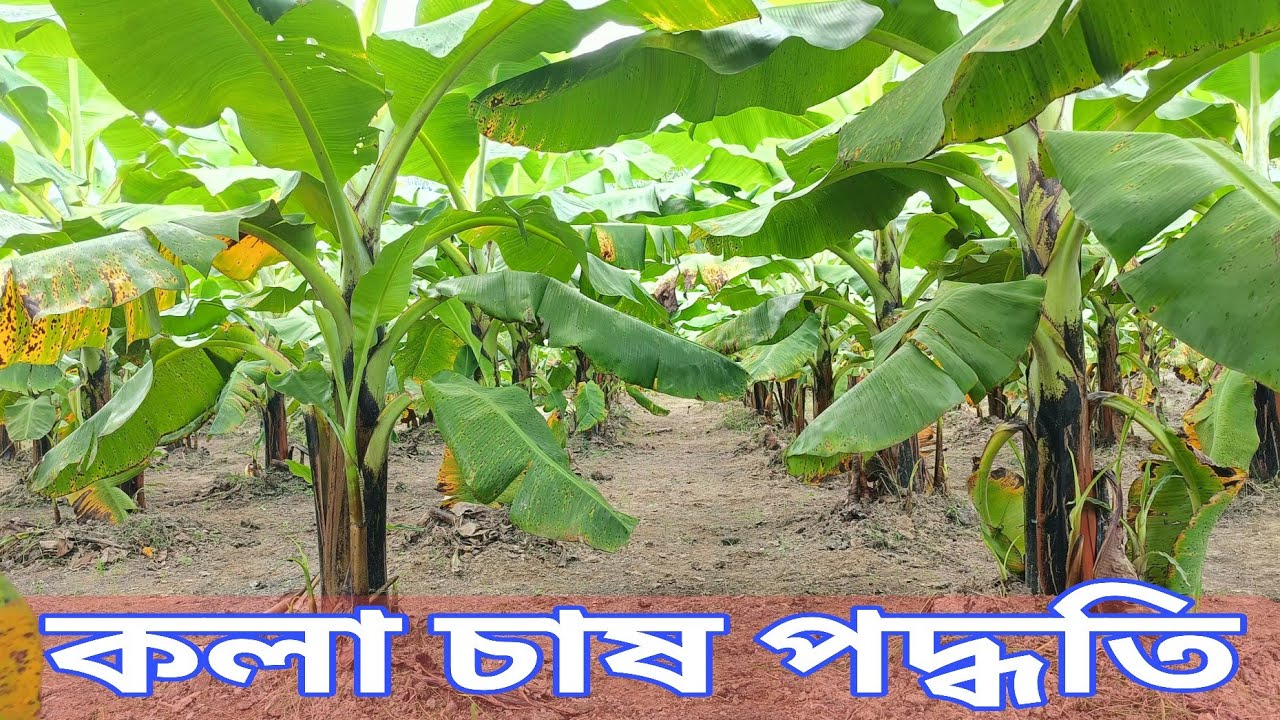 কল বাগনে আগাছা পরিষ্কার ও সার্বিক পরিচর্যা। #কৃষি #কলা_চাষ #কলা_বাগানে_পরিচর্যা #banana_farming 