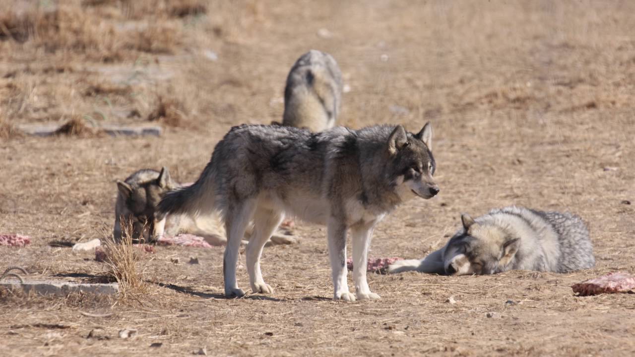 Conservation Success Stories: The Wolf