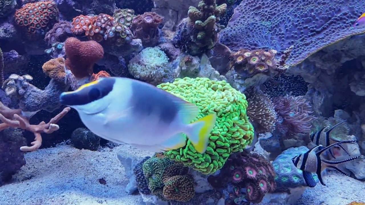 09-2016 | update | Red Sea Reefer 525 XL
