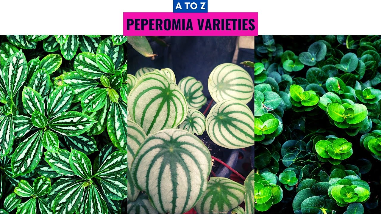 Peperomia Plant Varieties A to Z