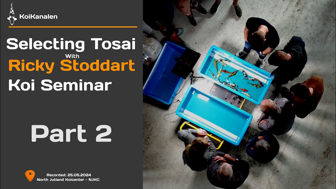 How to Select koi with Ricky Stoddart | Seminar at Norh Jutland Koi Center (NJKC) | Part 2