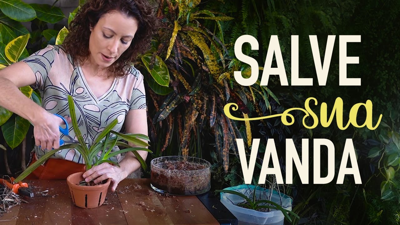 Faça MUDAS de VANDA e aprenda a trocar a ORQUÍDEA de VASO