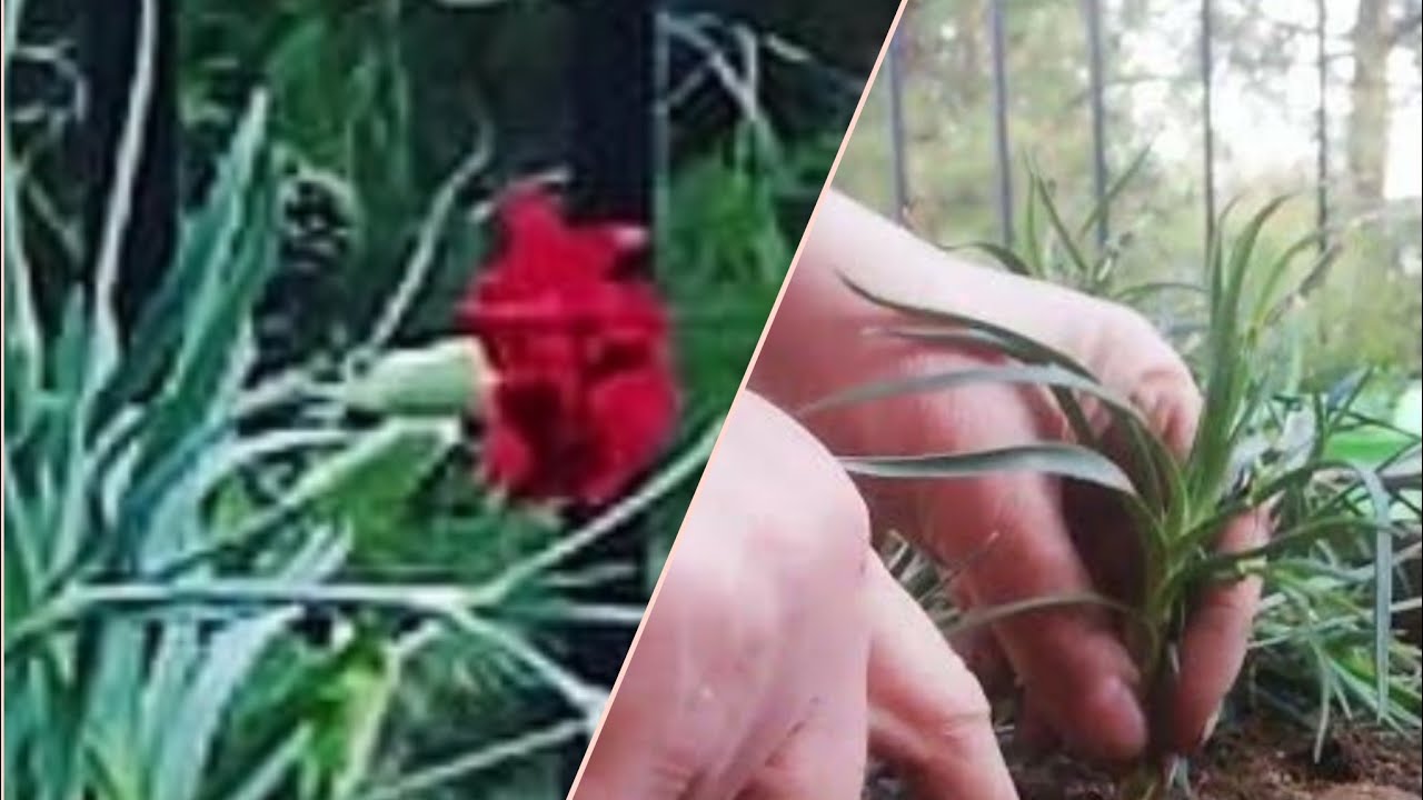Karanfil Nasıl Dikilir   karanfil budama karanfil çelikten  nasıl çoğaltılır