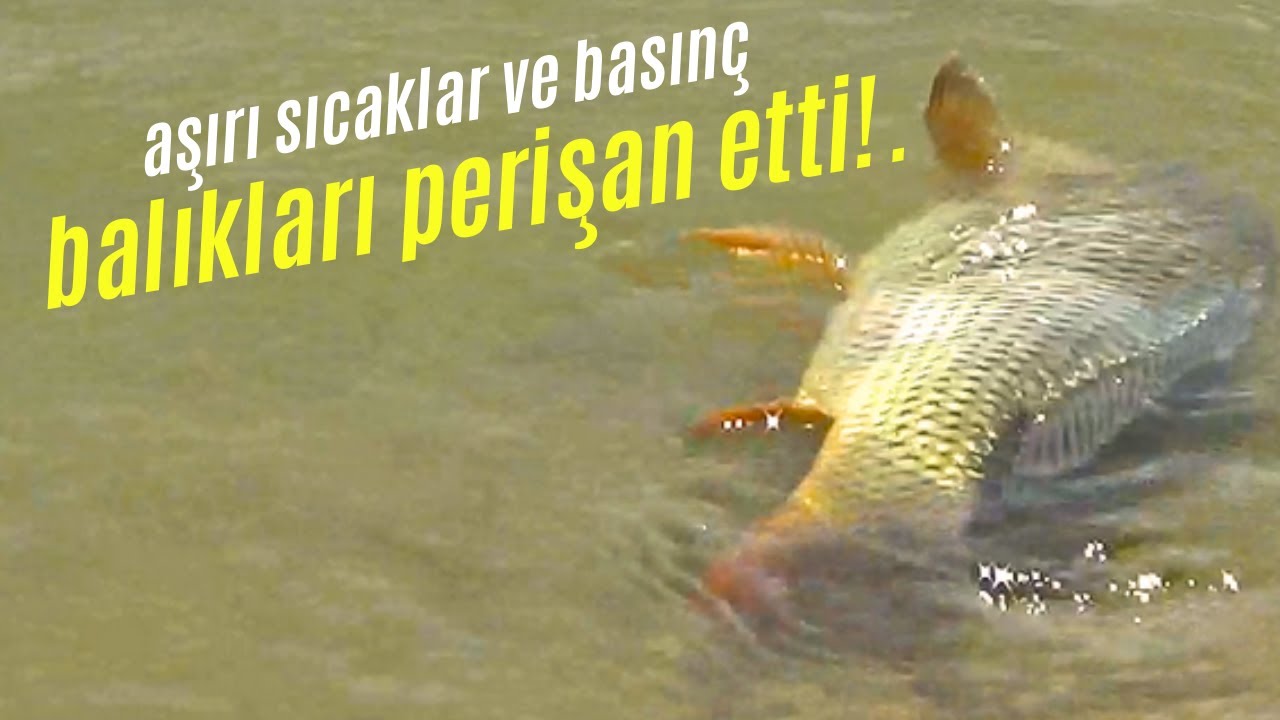 11 Gün Tek Başıma Kamp Yaptım | 5.BÖLÜM | #sazan #kamp #balıkavı #camping #fishing #bait #carphunter