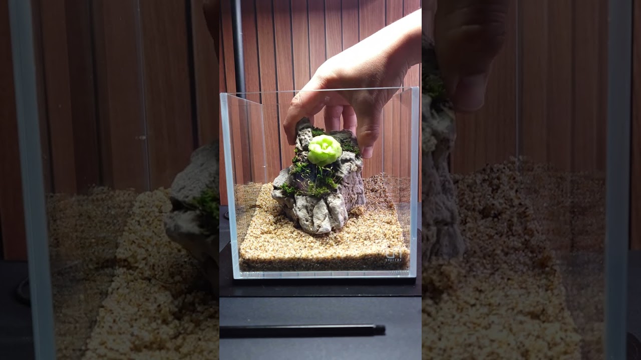 Easy Pinguicula Rock Terrarium. Enjoy! #tutorial