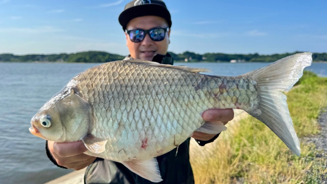超穴場フィールドを発見！汽水湖でへらぶな釣りしたら尺半クラスが釣れた【涸沼】
