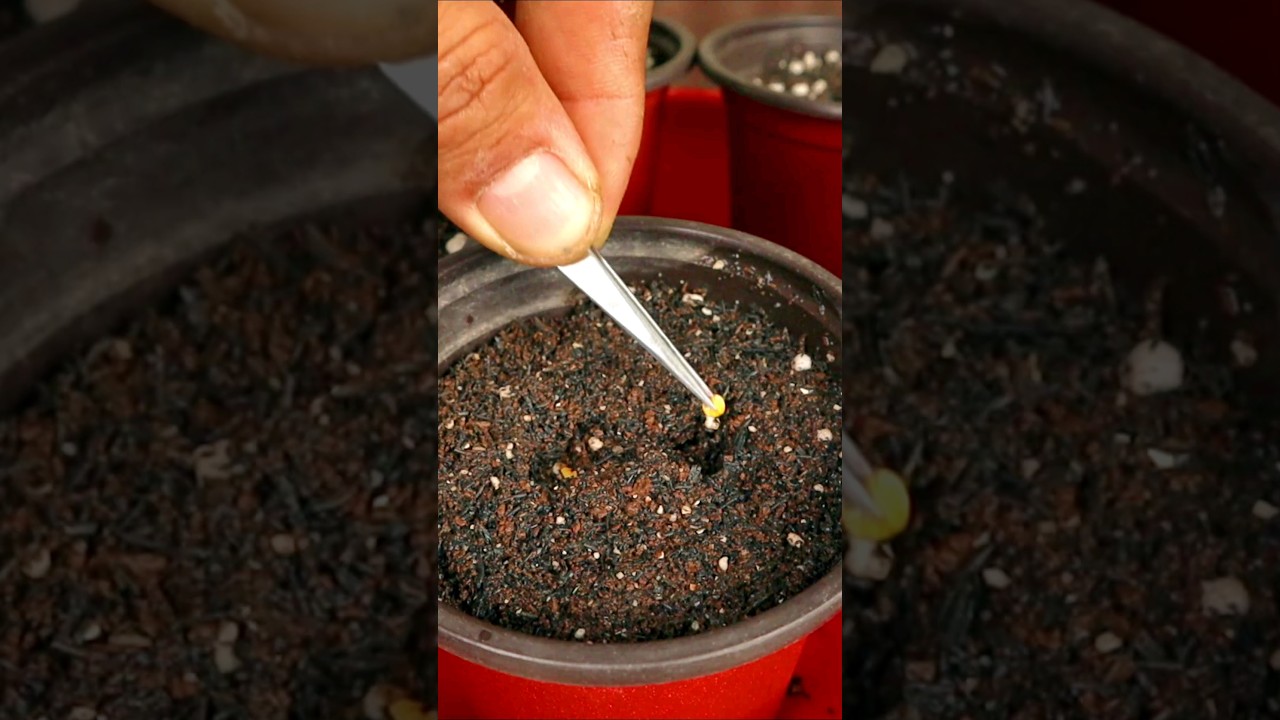 How to grow eggplants from seeds