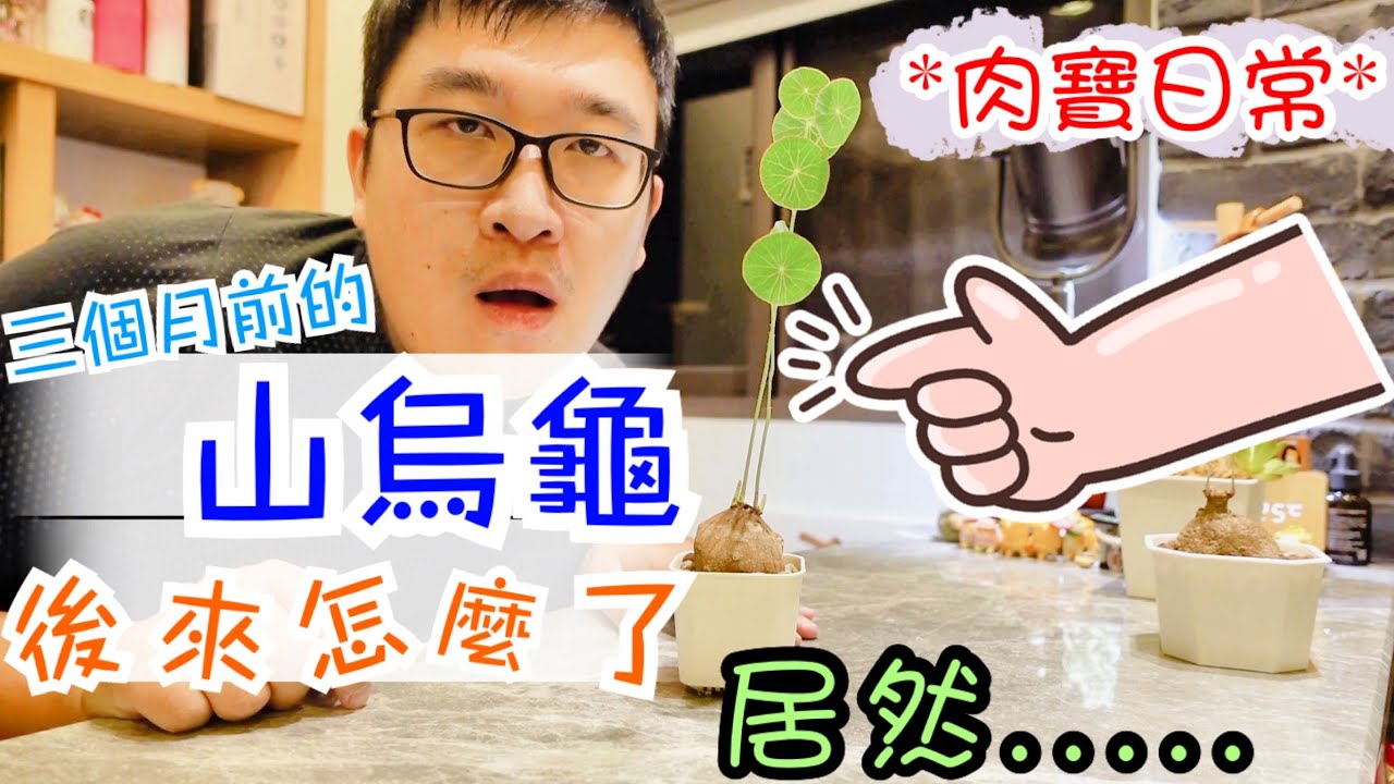 【後來的肉肉】圓葉山烏龜現況！誘根三個月結果... Stephania erecta
