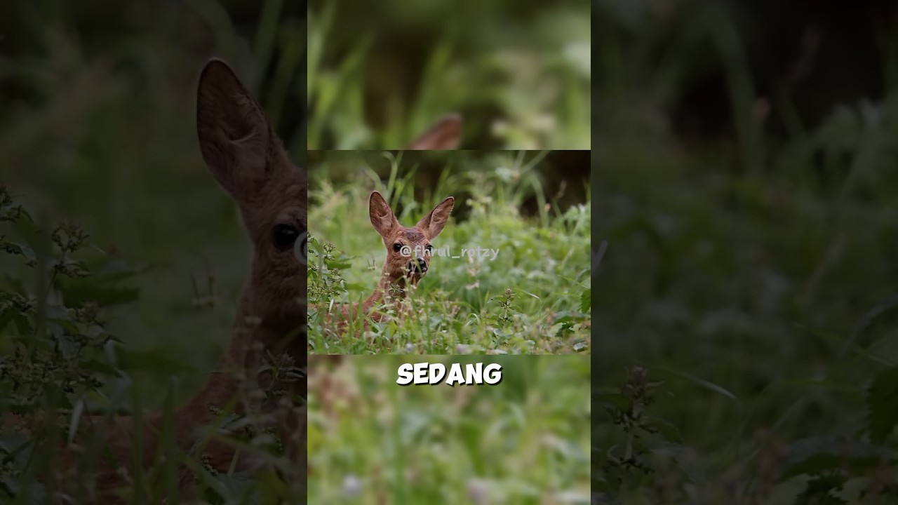 KISAH SEDIH INDUK RUSA #shorts #youtubeshorts #story