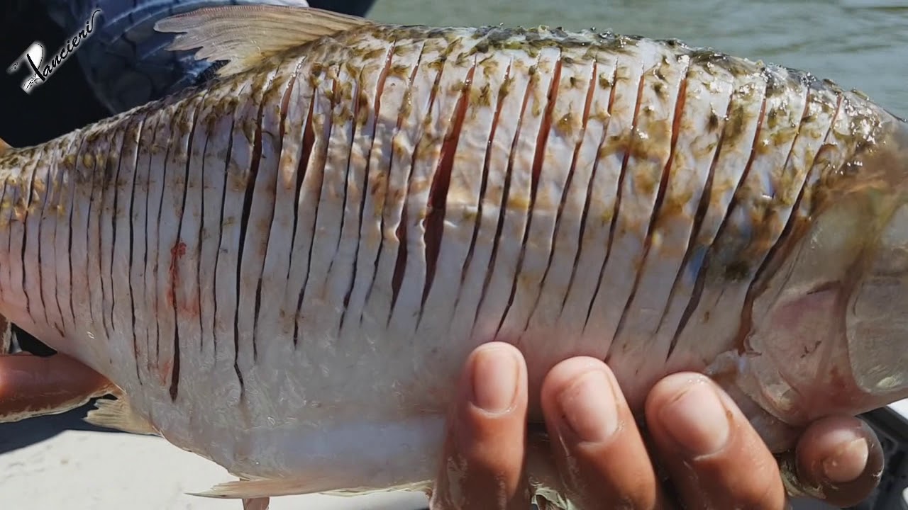 COMO CORTAR PEIXE PARA FICAR SEM ESPINHO