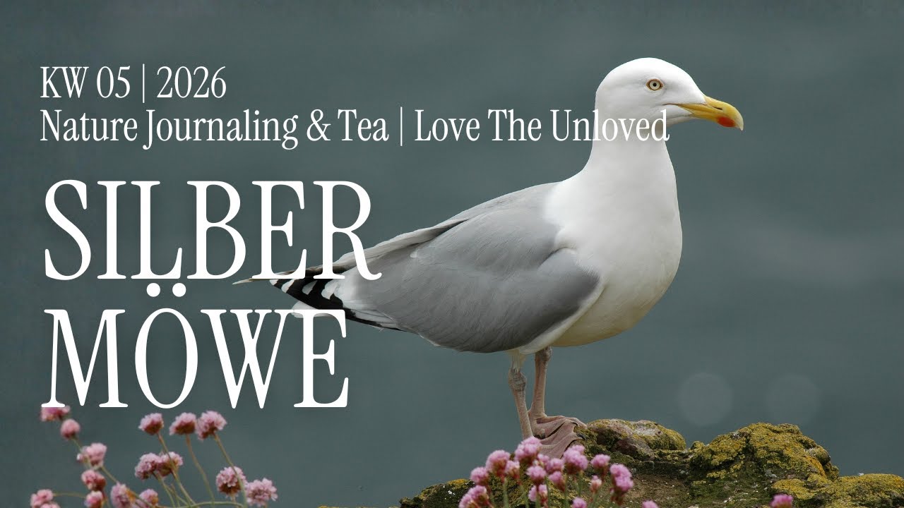 27. Januar 26 | Nature Journaling & Tea 🫖 (Love The Unloved): Silbermöwe