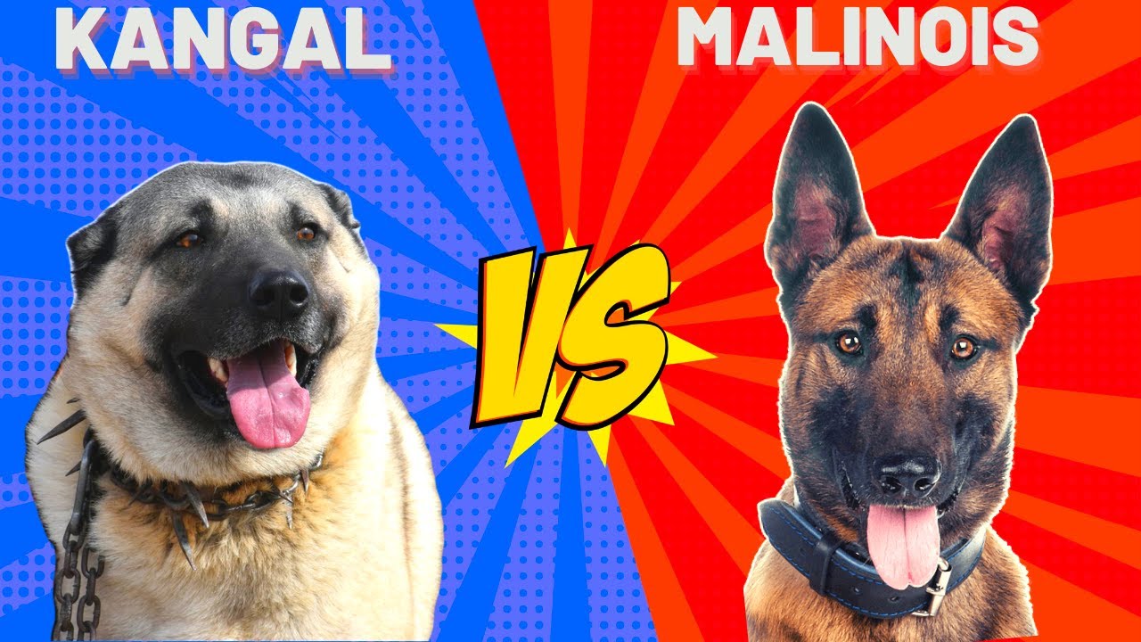 Turkish Kangal Vs Malinois ( Belçika Çoban Kurdu ) Köpekleri Cinsi #malinois #kangal #köpek