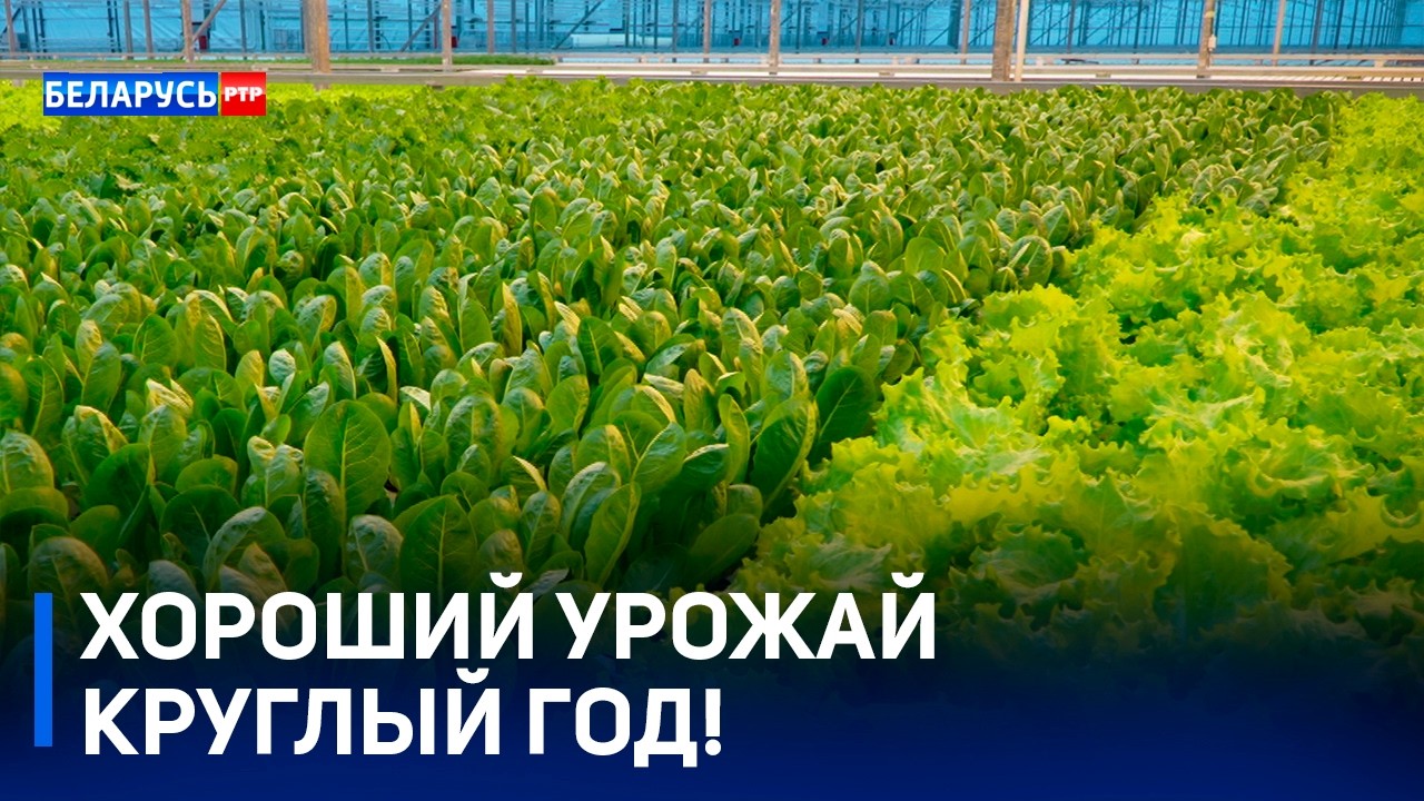 Зреют без солнца | Урожай круглый год | Визит премьер-министра в тепличное хозяйство