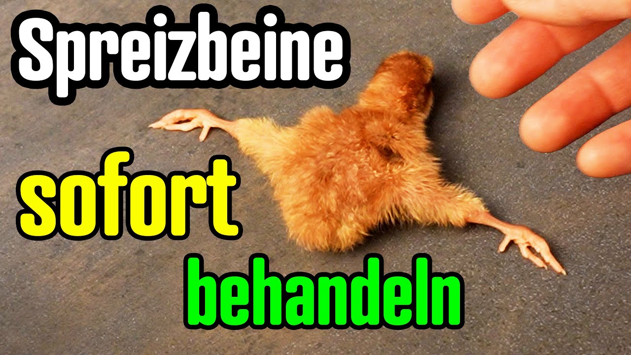 🐥 Spreizbeine bei Wachtel-Küken selbst behandeln – Heilung in nur 5 Tagen! 🩹