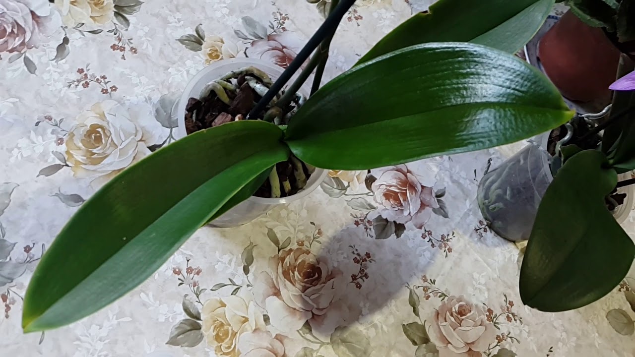 ORKİDE YAPRAKLARI NASIL TEMİZLENİR, DAHA CANLI VE PARLAK OLUR? ( ORCHID LEAVE CARE)