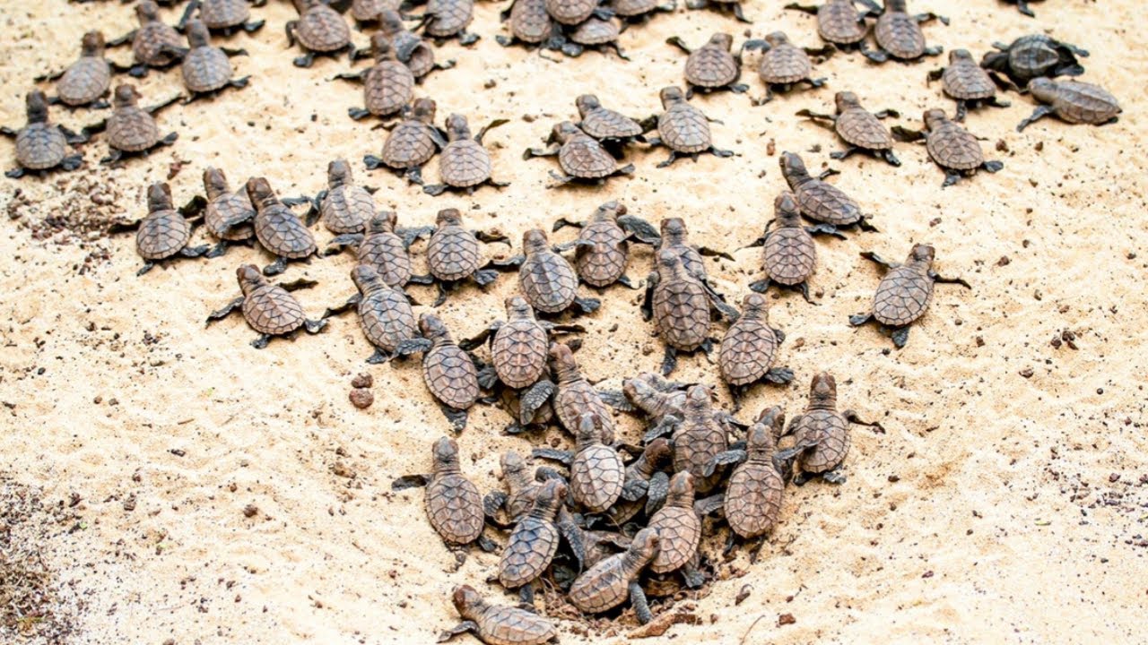 Hawksbill Sea Turtles Hatching - Mass Emergence - 185 Turtles! Maui, Hawaii 8/15/16
