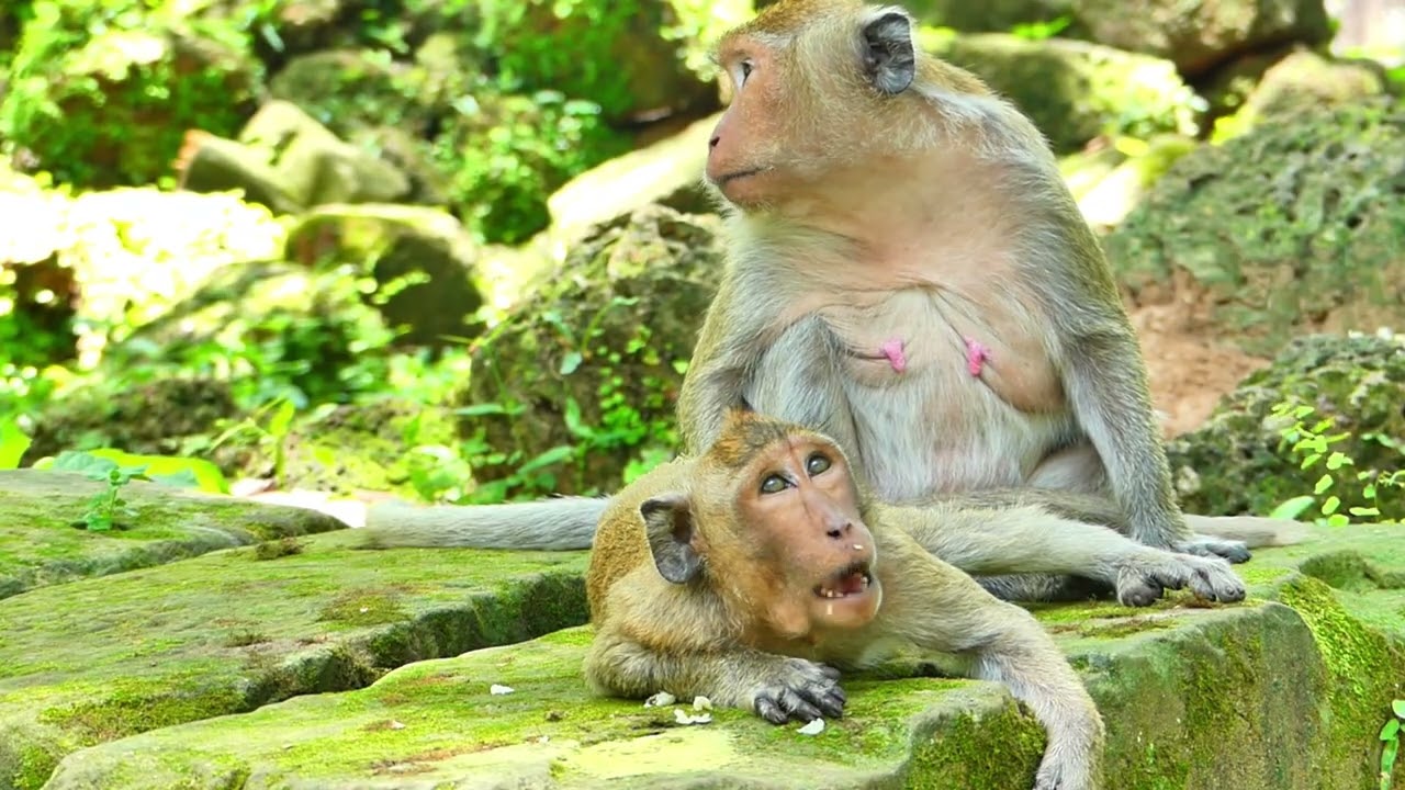Amazing Romantic life of monkey, Top hill