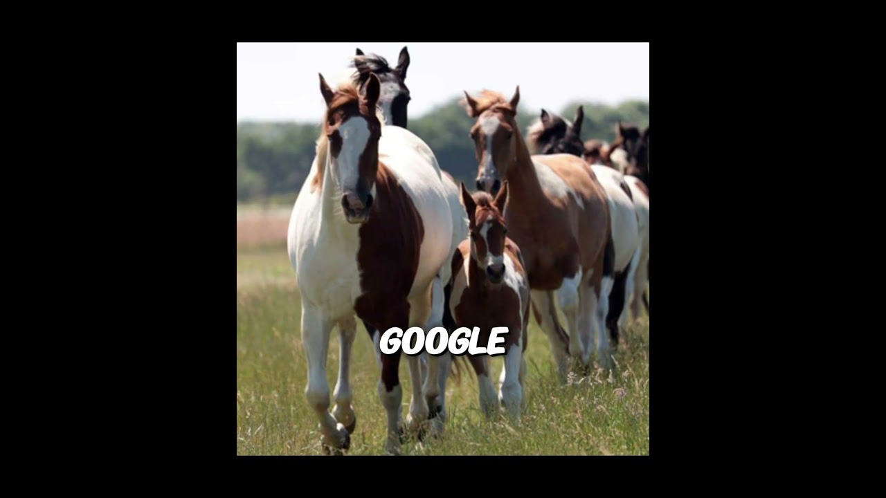 Google Vs. Pinterest-American Paint Horse Edition-|| id:@Nora-and-iris
