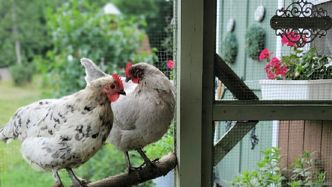 Take a Tour of my New Chicken and Duck Run