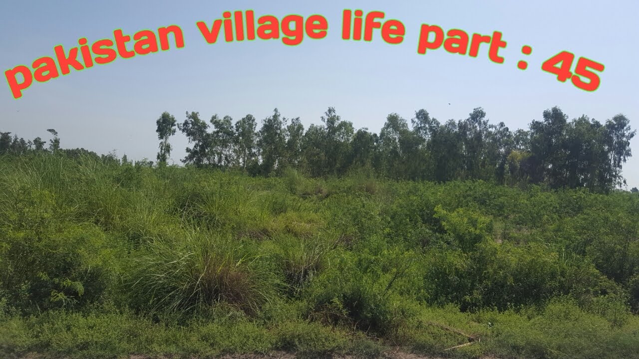 best agriculture farming in pakistan | village movies tv |safeeda tree in pakistan | safeda farming|